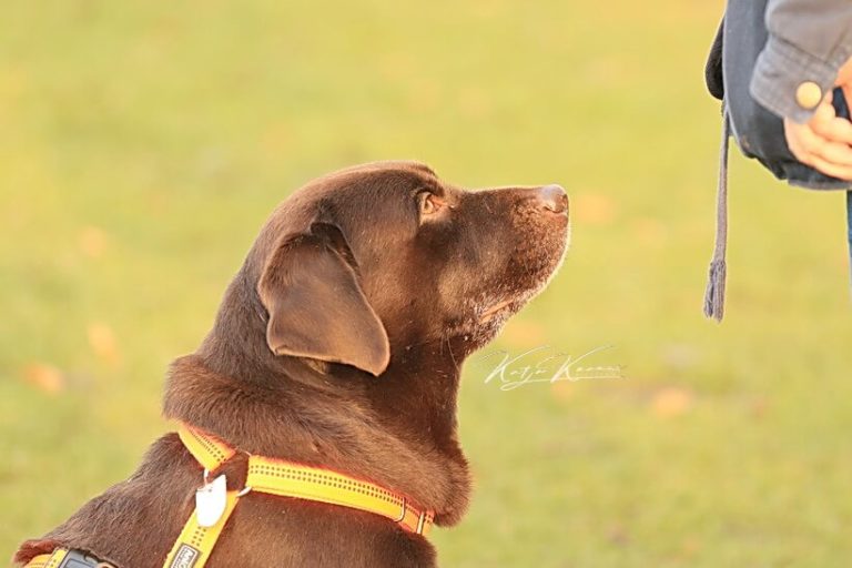 Hundeschule GREH - Berlin Nähe Südkreuz