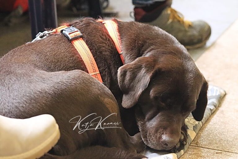 Hundeschule GREH - Berlin Nähe Südkreuz