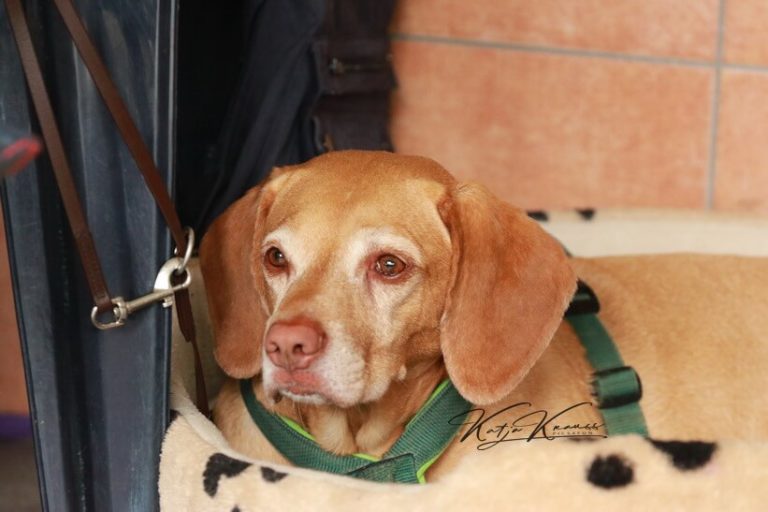 Hundeschule GREH - Berlin Nähe Südkreuz