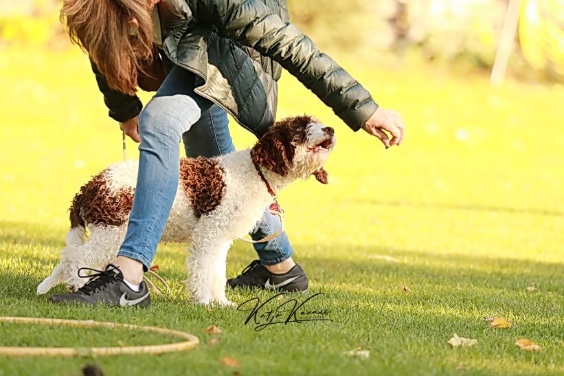 Hundeschule GREH - Berlin Nähe Südkreuz